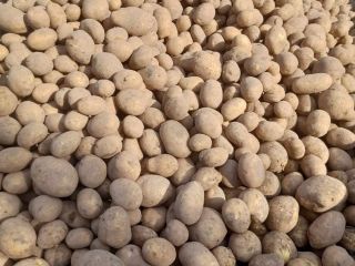 Vendo patatas de la variedad Soraya, posible entrega a