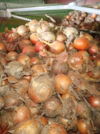 CEBOLLA AMARILLA - PARA PELAR - CALIBRE aproximadamente 60% POR ENCIMA DE 60 mm - BUENA CALIDAD - hasta 10% DE RESIDUOS INCLUIDOS EN EL PRECIO - CANTIDAD POR