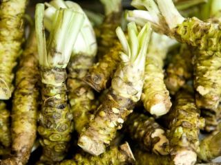 Wasabi de raíz de rábano picante japonés fresco. Contacto