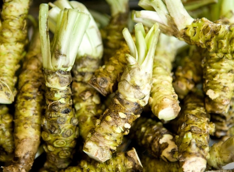 Wasabi de raíz de rábano picante japonés fresco