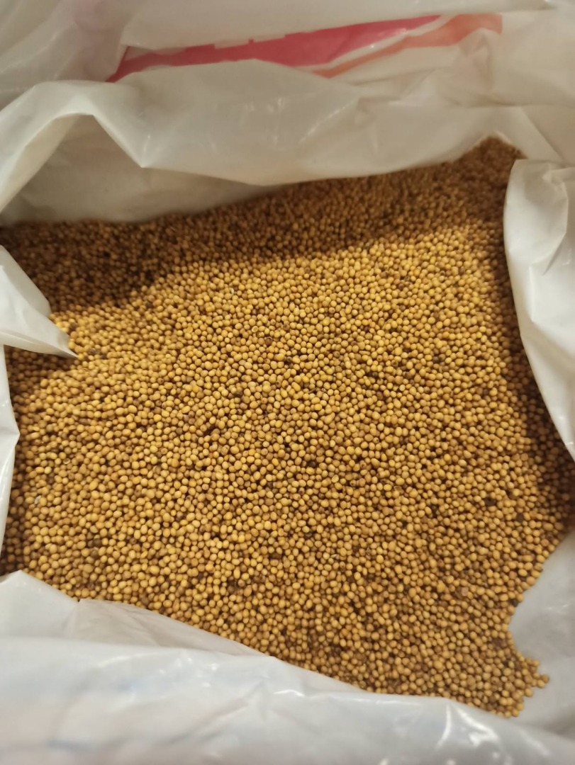 Mostaza blanca de primera calidad En sitio en Riga (Letonia) Paquete: BIG BAG 1.t Es posible la entrega a su almacén en toda Europa Ofrecemos semillas de