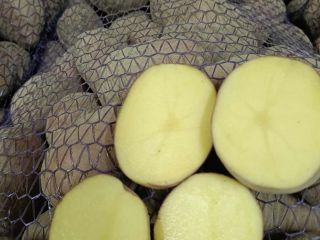 Vendo patatas de las variedades Soraya, Tajfun y Belarossa.