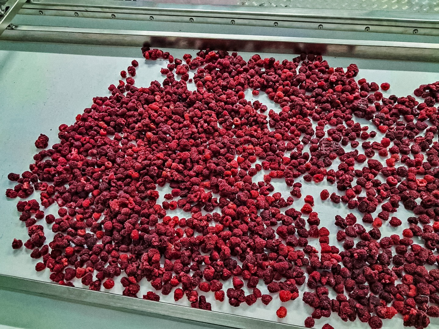 Nuestra empresa ucraniana ofrece frambuesas congeladas de alta calidad