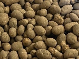 Venderé patatas. perder. cantidades de camiones, calibre 40+
