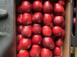 Vendo manzanas rojas Jonaprince.