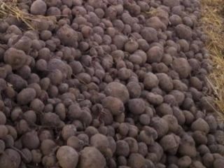 Venderé remolacha roja 2 PLN/kg Zanahorias 2 PLN/kg Número
