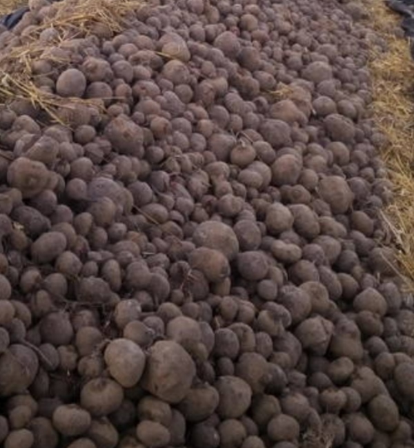 Venderé remolacha roja 2 PLN/kg Zanahorias 2 PLN/kg Número de teléfono[teléfono]
