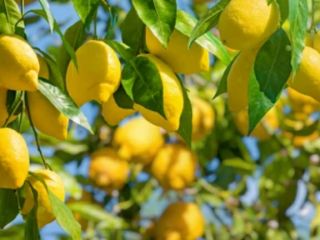 Limones de mi huerta en Estepona, totalmente naturales y