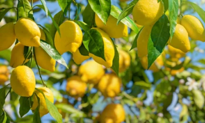 Limones de mi huerta en Estepona, totalmente naturales y ecológicos, sin ningún tipo de aditivo artificial