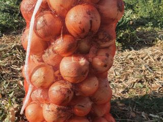 Nuestra empresa le ofrece entregas directas de cebollas amarillas,
