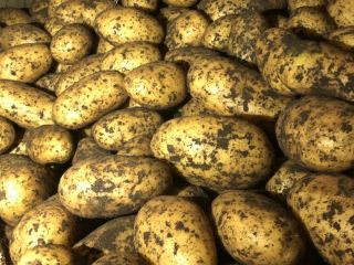 Patata de granja fresca de calidad para venta al