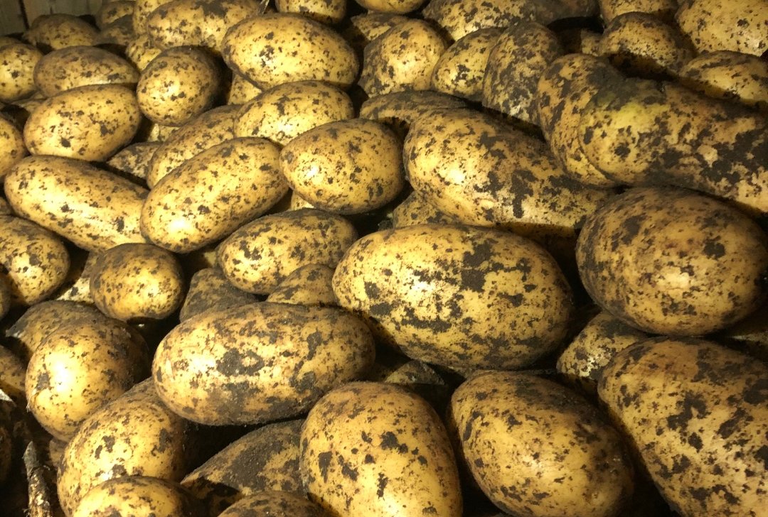 Patata de granja fresca de calidad para venta al por mayor Especificaciones cebolla fresca 1) Tamaño: 4-7 cm, 7-9 cm, 9 cm arriba 2) Embalaje: 10 kg, 20