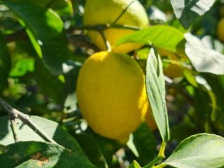 Variedad de limones Verna única de la Región de