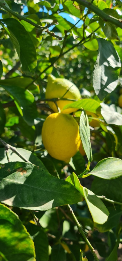 Variedad de limones Verna única de la Región de Murcia, productores nacionales
