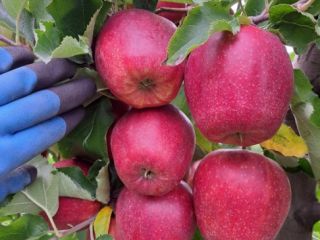 Venderé Redjonaprince en cualquier embalaje. Peeling de primera y