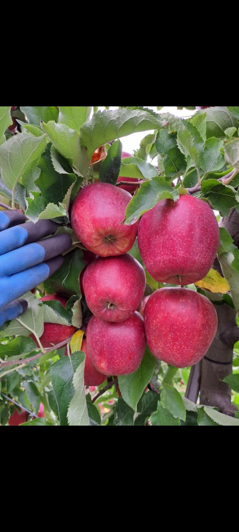 Venderé Redjonaprince en cualquier embalaje