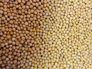 Vendo semilla de mostaza blanca sin gluten de alta