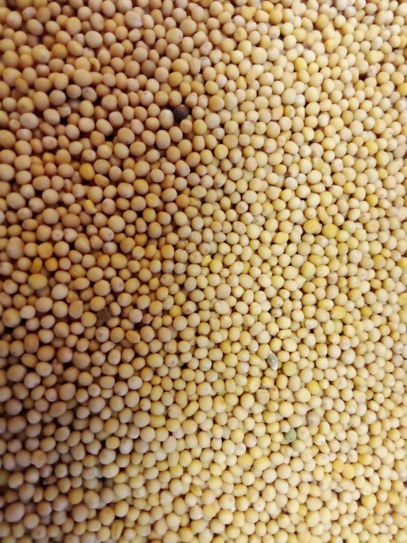 Vendo semilla de mostaza blanca sin gluten de alta calidad