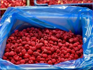 Buenas tardes. Somos una empresa que comercializa frambuesas congeladas.