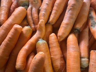Venta de zanahorias comerciales y gruesas, zanahorias lavadas envasadas