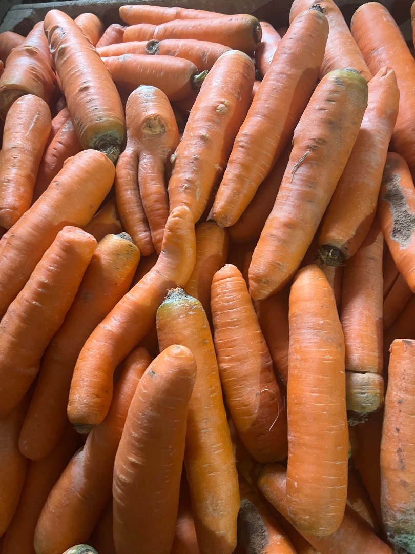 Venta de zanahorias comerciales y gruesas, zanahorias lavadas envasadas en bolsas cosidas u otros envases