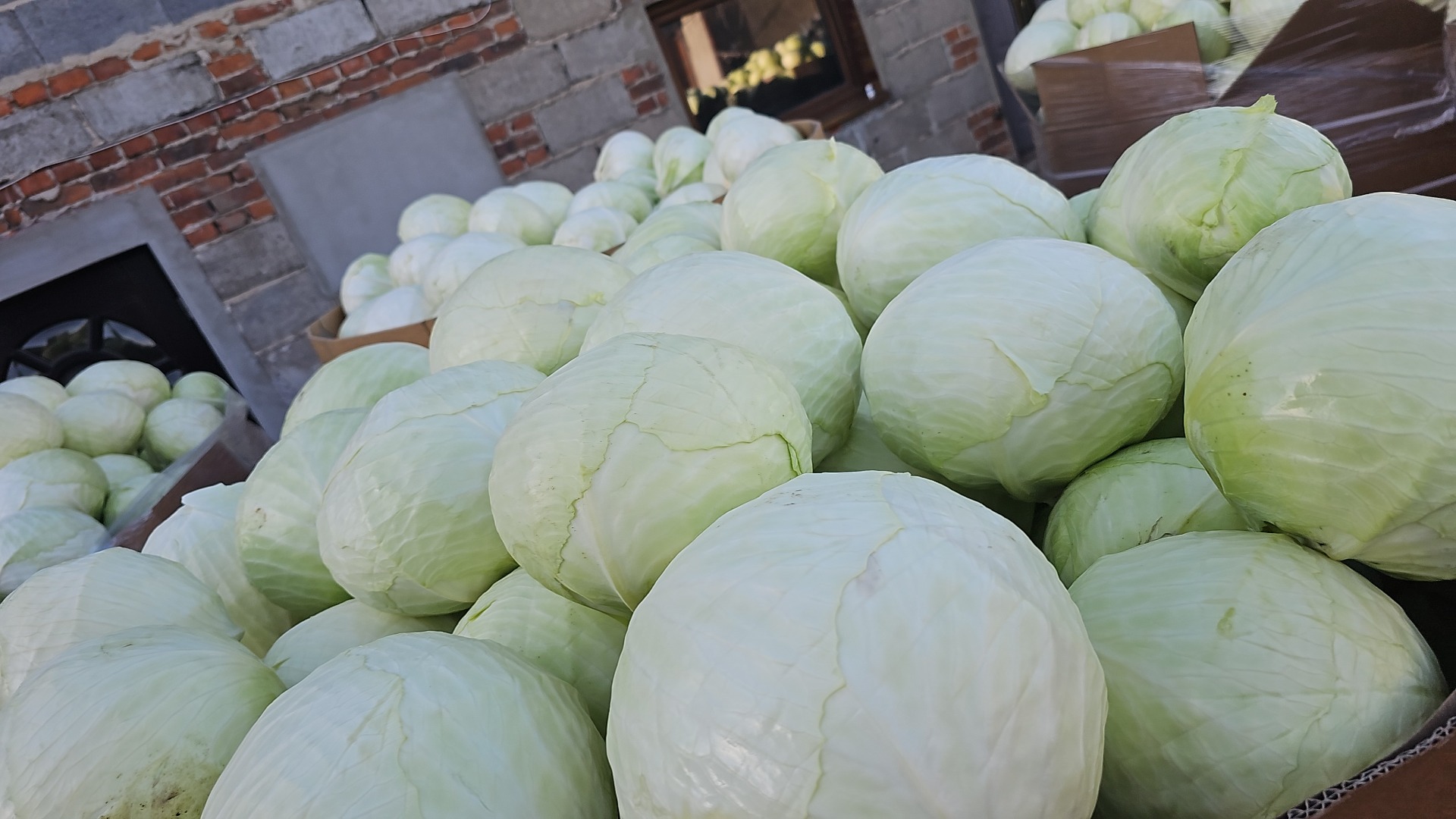Hola, tengo col blanca y lombarda de 1 a 3,5 kg