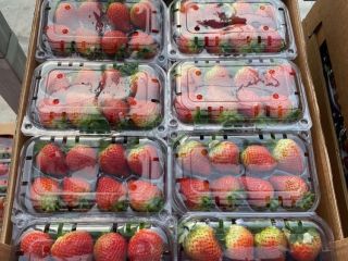 Vendemos fresas frescas Variedad: Fortuna - Festival - Sensation