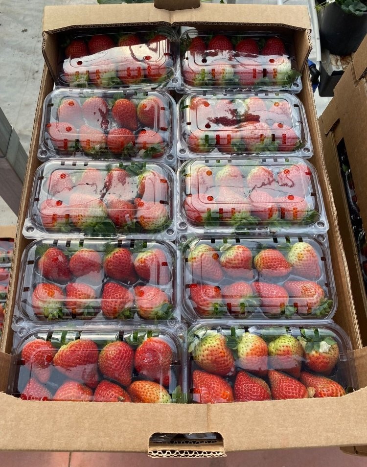 Vendemos fresas frescas Variedad: Fortuna - Festival - Sensation Estilo: Fresco Paquete: 250 g/canasta Embalaje: 10 canastillas/cartón Tamaño: 25 - 35 MM