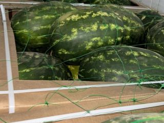 Somos importadores de Sandia de Marruecos. Le ofrecemos mejor