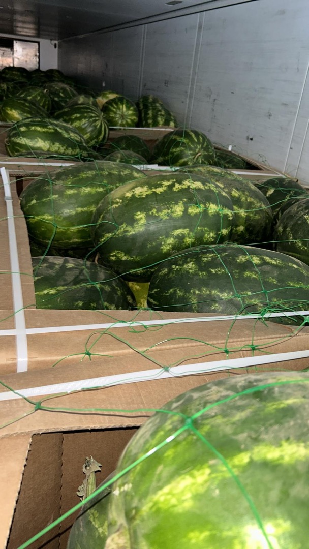 Somos importadores de Sandia de Marruecos