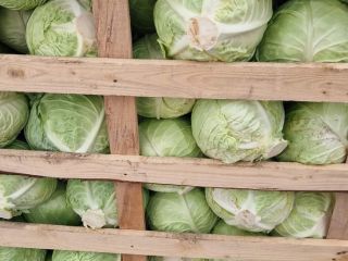 NUEVA TEMPORADA DE COL NUEVA, PRODUCCIÓN DIRECTA DEL CAMPO