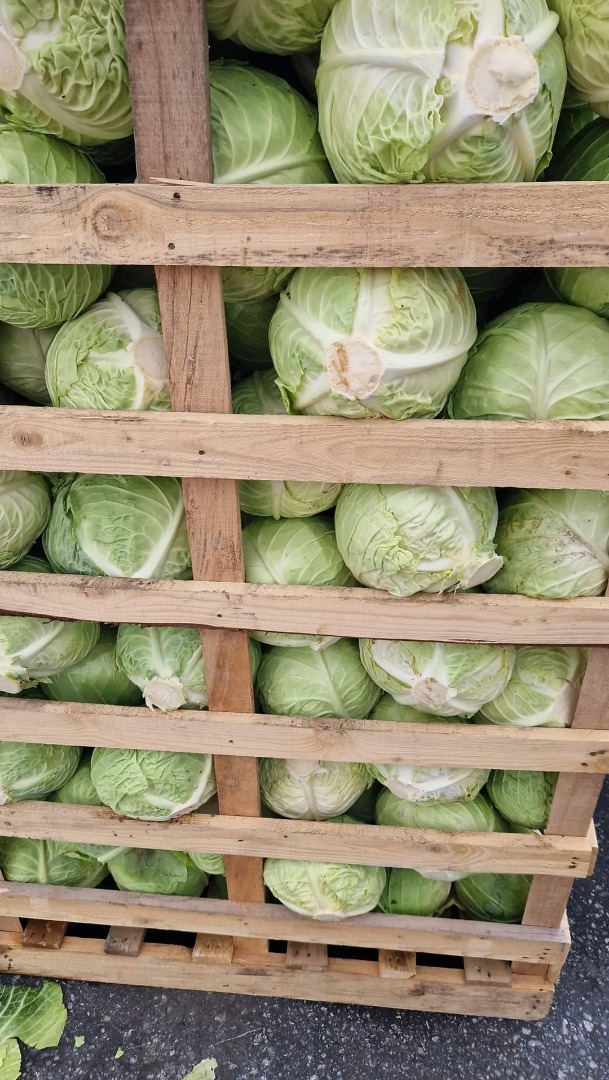 NUEVA TEMPORADA DE COL NUEVA, PRODUCCIÓN DIRECTA DEL CAMPO DEL PRODUCTOR, CON PRECIOS NEGOCIABLES, DISPONEMOS DE COL ROJA Y BLANCA ENVASADA EN MALLA VERDE