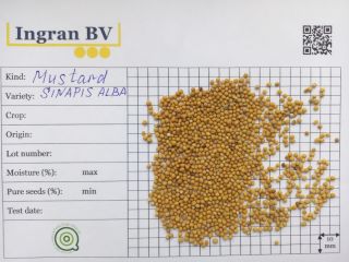 Nuestra empresa Ingran ofrece semillas de mostaza marrón (Brassica