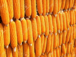 Vender maíz en grano orgánico de la cosecha más