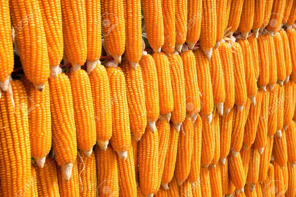 Vender maíz en grano orgánico de la cosecha más seca 2024