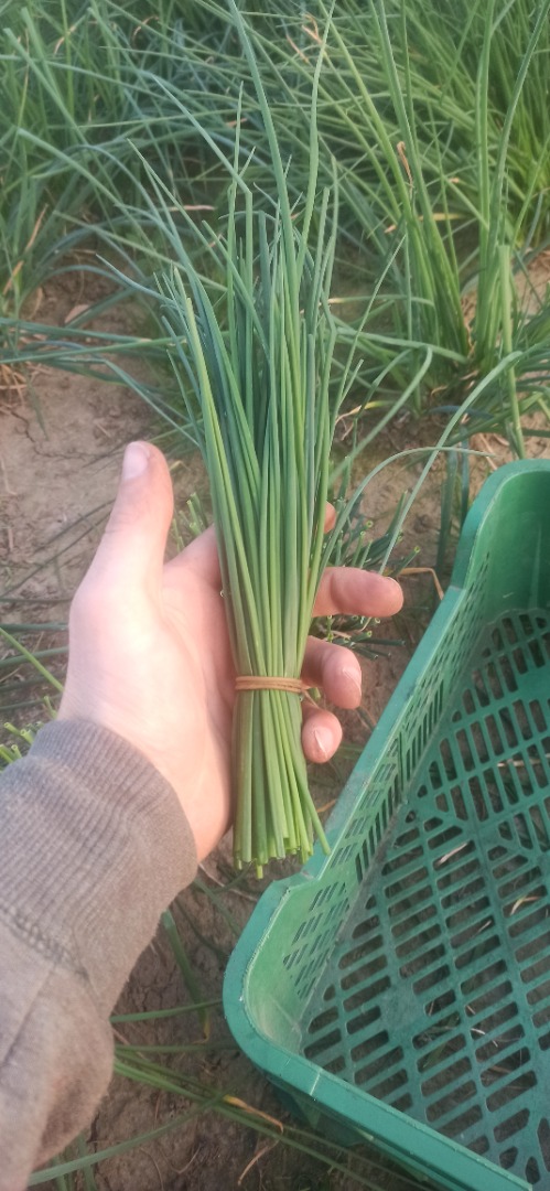 Hola, venderé cebollino Jowisz a granel o cebollino por kg con pruebas y certificado y sembraré Eneldo 40 ares