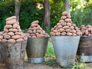 VENDERÉ PATATAS EN CANTIDADES DE TIROWE. CALIBRE A DISPONER.