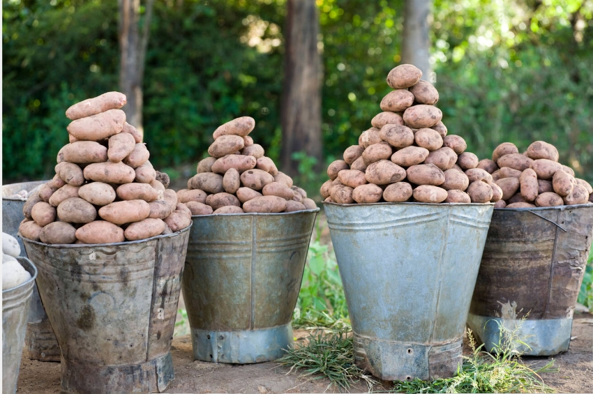 VENDERÉ PATATAS EN CANTIDADES DE TIROWE