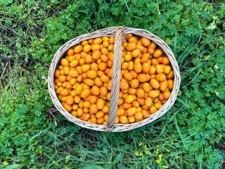 Kumquat de Portugal. Directamente del productor. Actualmente hay 50