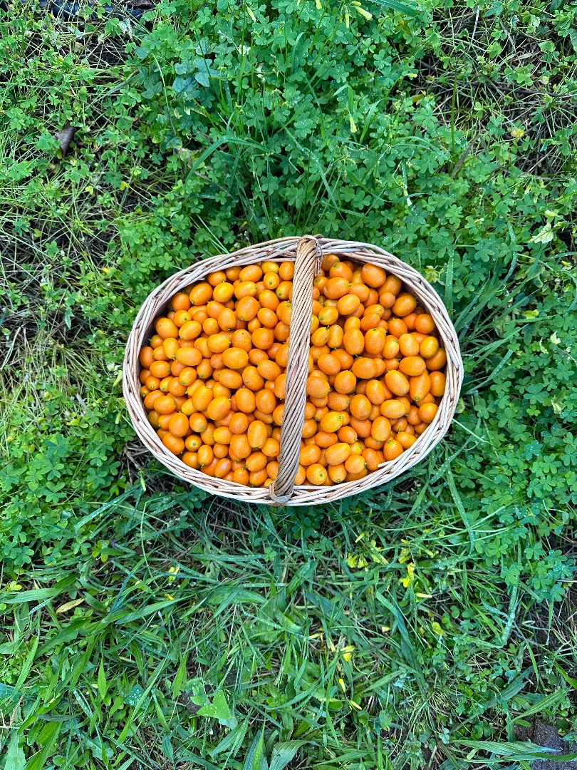 Kumquat de Portugal