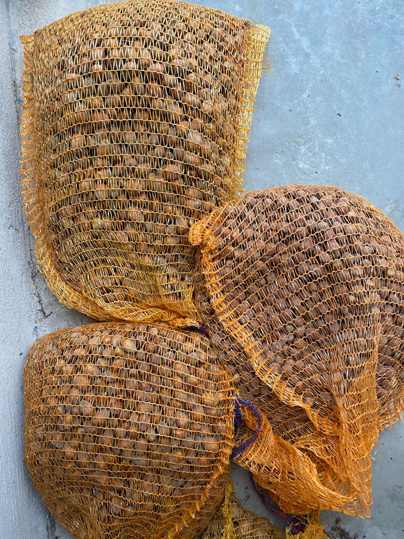 avellanas rojas y blancas con cáscara
