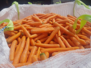 Suministramos papas frescas a un precio muy bueno y