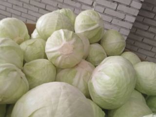 Vendo repollo blanco de calidad de supermercado. De 1,5