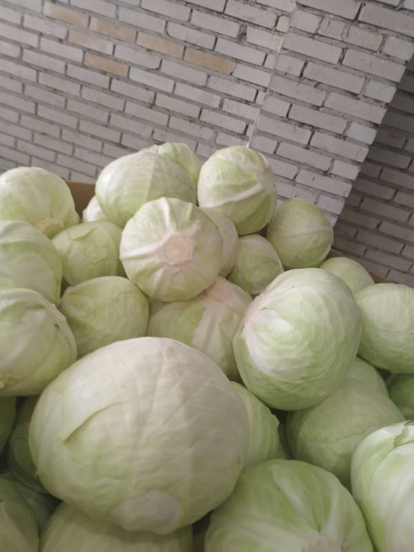 Vendo repollo blanco de calidad de supermercado