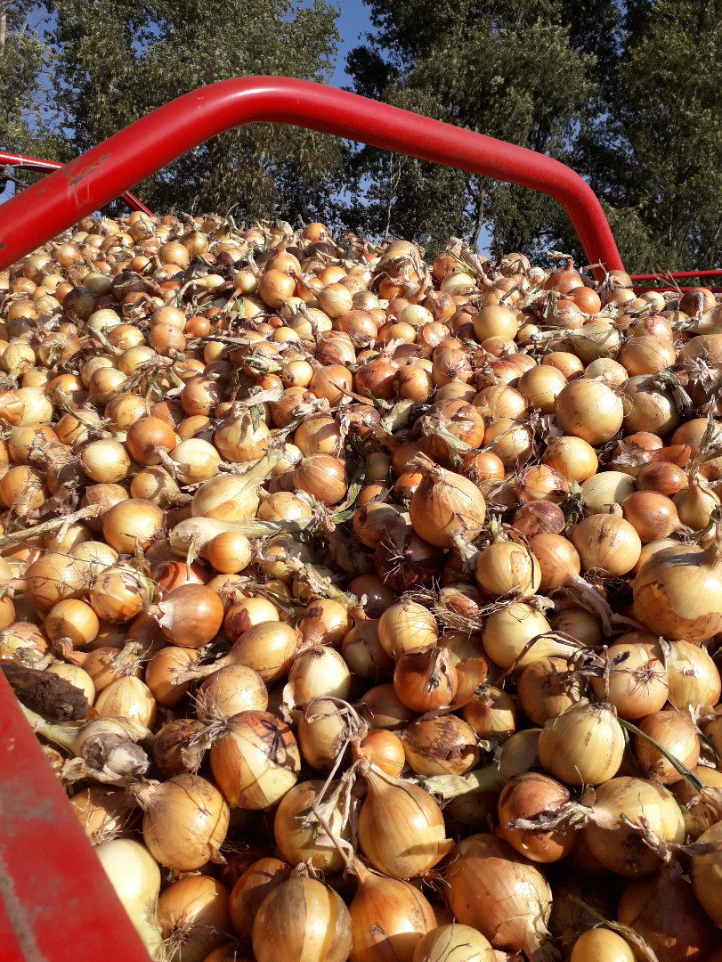 Tengo alrededor de 13 toneladas de cebollas amarillas para vender, productos grandes, almacenados en cajas, productos cosechados sin clasificar