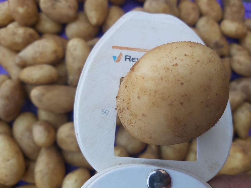 Patata blanca Variedad: Mondial 55+ Origen: Egipto Cosecha 2024