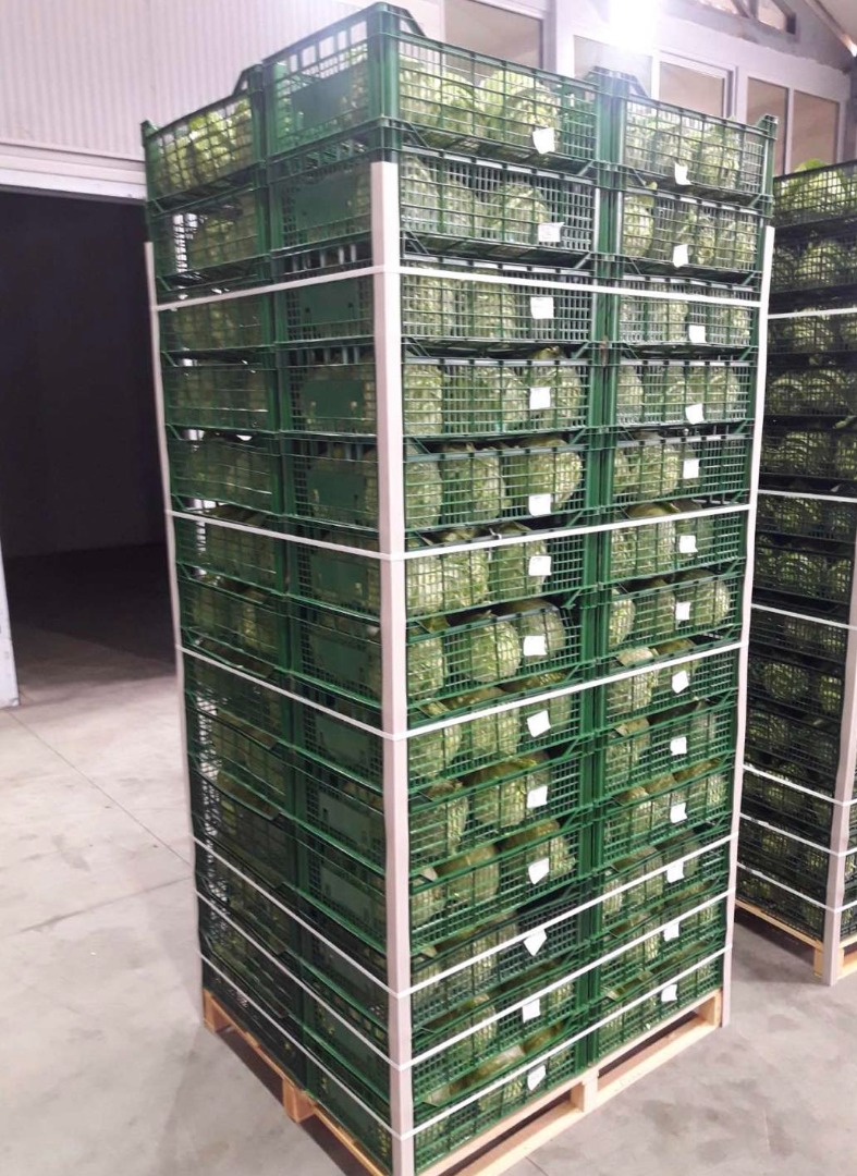 Directamente del suelo, cosechado por las manos trabajadoras de nuestros agricultores, el repollo va a nuestro almacén para su procesamiento completo