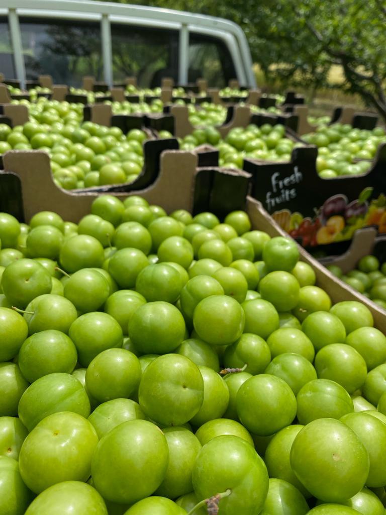 Vendemos ciruelas verdes al por mayor