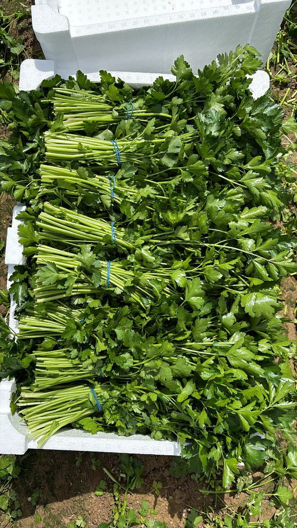 Buenos días, somos agricultores productores y exportadores de Perejil.[teléfono]emos los ceritificados y exportamos perejil de primera clase en pallets de 75
