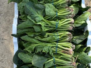 Buenos días, somos agricultores productores y exportadores de Espinaca.[teléfono]emos